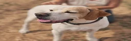 Pointer dogs for adoption: Jojo - English Pointer boy  - Advert 7