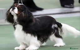 Cavapoo dogs for sale: Cavapoo puppies available from 27.9.25 - Image 10