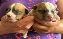Jack Russell dogs for sale: Bred From Health Tested Parents - Image 22