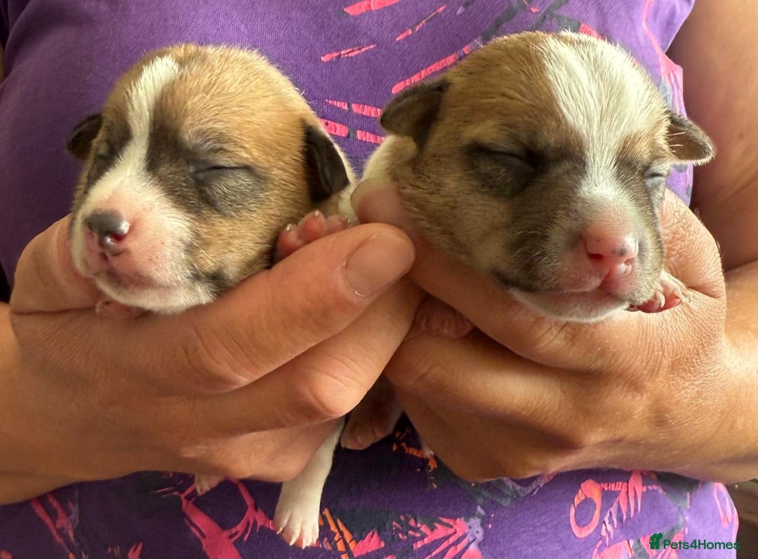 Jack Russell dogs for sale: Bred From Health Tested Parents - Image 22