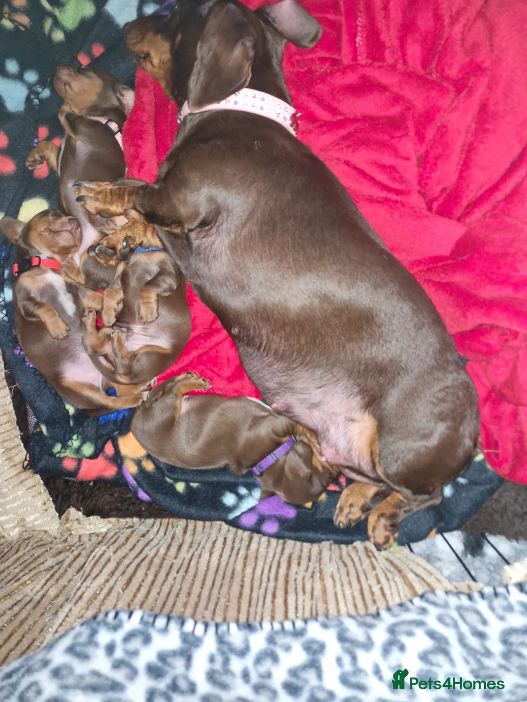 Dachshund dogs for sale: Miniature dashound  - Advert 12