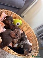 Dachshund dogs 2 Dachshund Puppies 🐶 - Advert 1