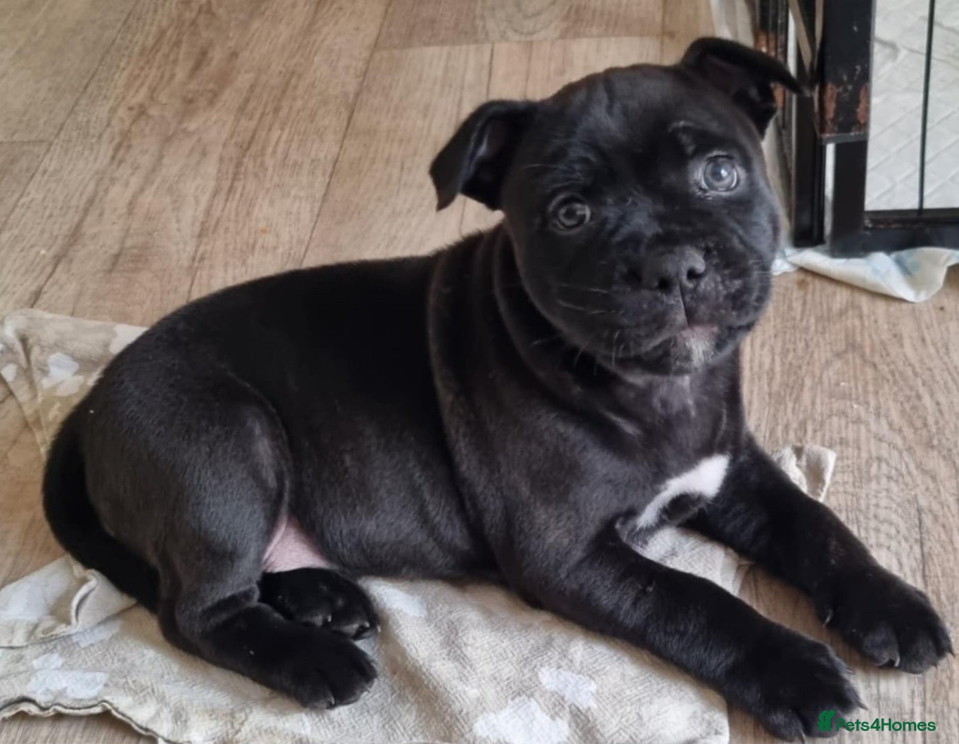 Staffordshire Bull Terrier dogs Adorable black boy pure KC Staffy - Advert 4