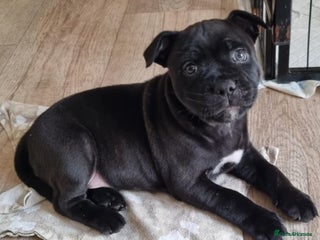 Staffordshire Bull Terrier dogs Adorable black boy pure KC Staffy - Advert 4