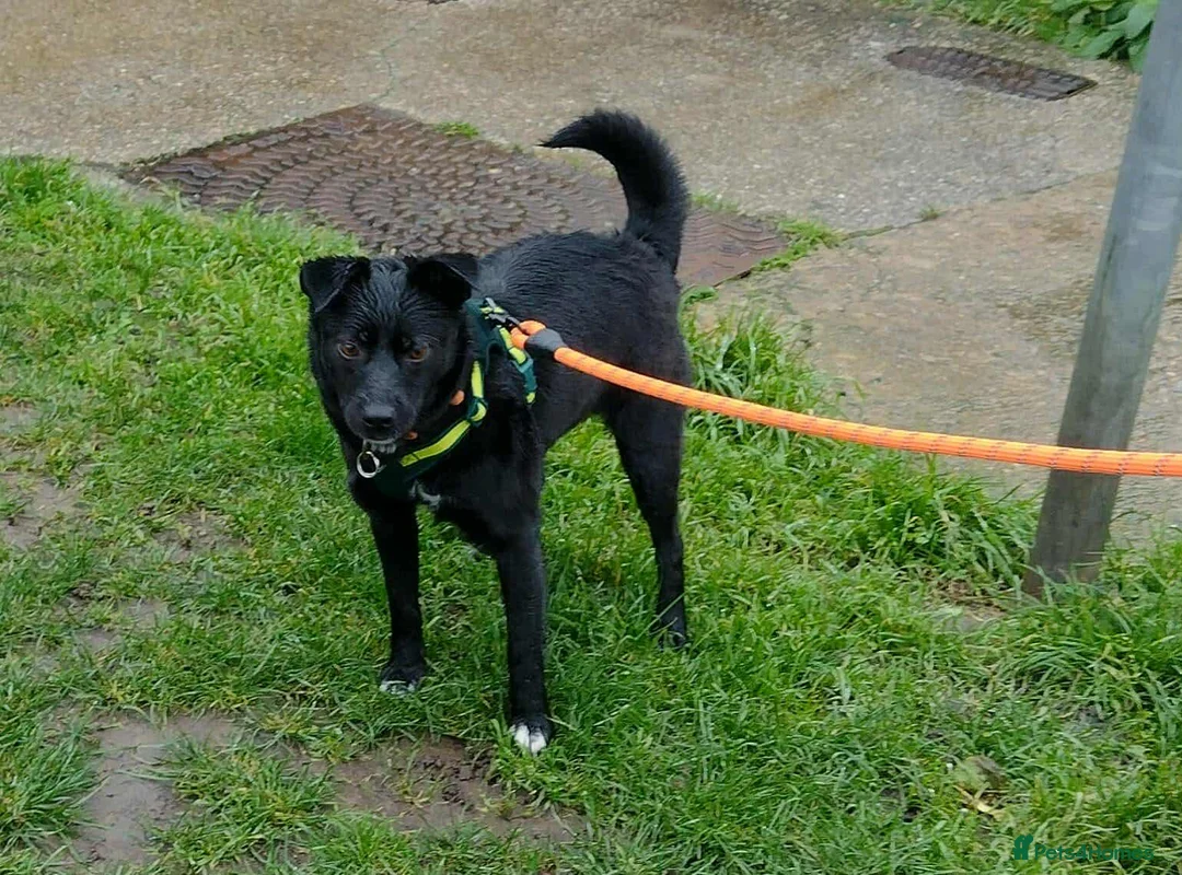 Mixed Breed dogs for adoption: Spirit for adoption in Bedford - Advert 7