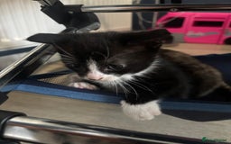 Mixed Breed cats for sale: Beautiful mixed colour kitten - Image 11