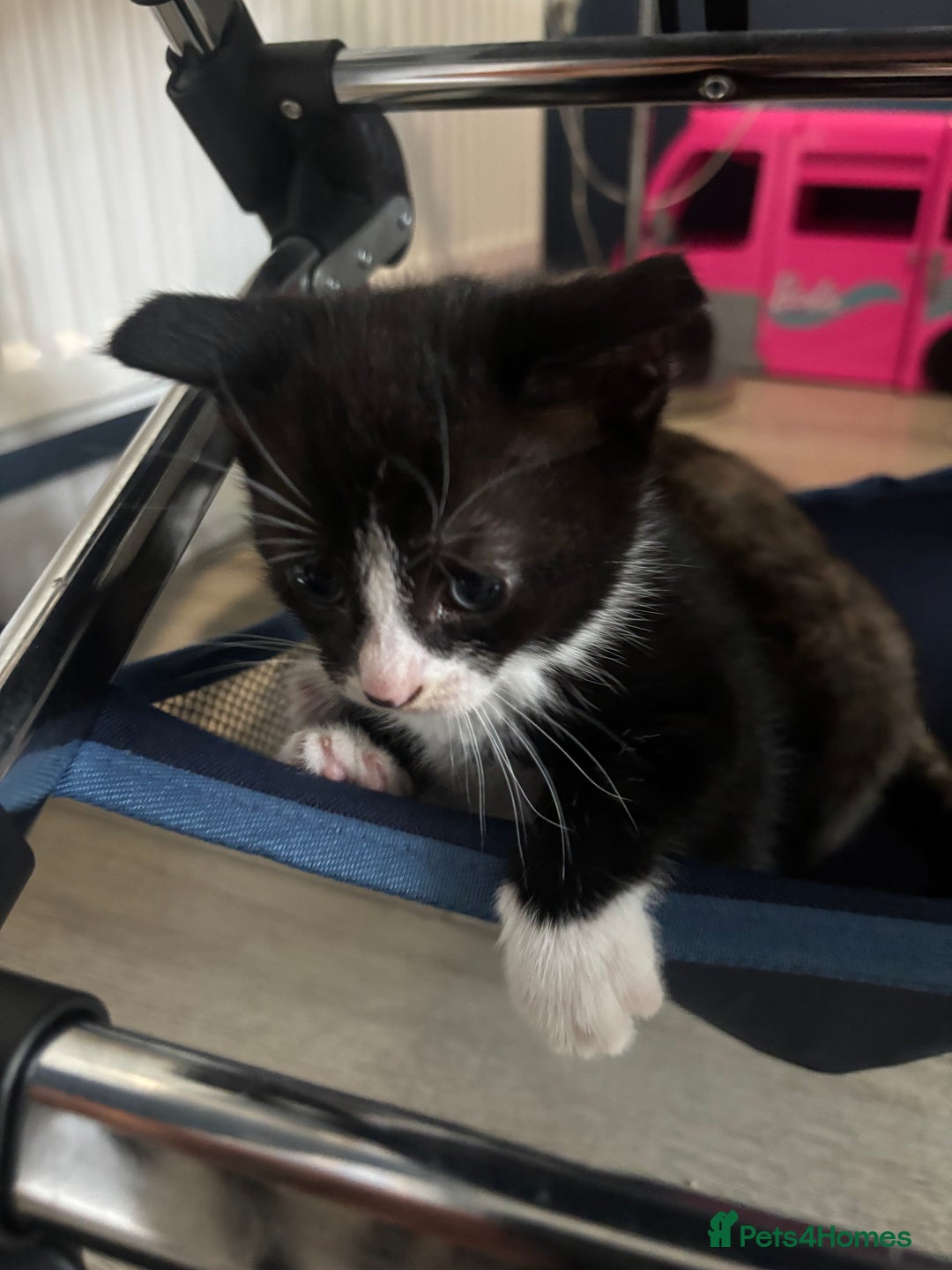 Mixed Breed cats for sale: Beautiful mixed colour kitten - Image 11