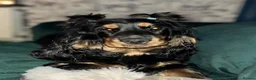 Cocker Spaniel dogs for sale: Show bred cocker spaniel - FOREVER HOME ONLY!  in Leeds - Advert 12