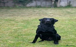 Labrador Retriever dogs for stud: Labrador Stud - Image 4