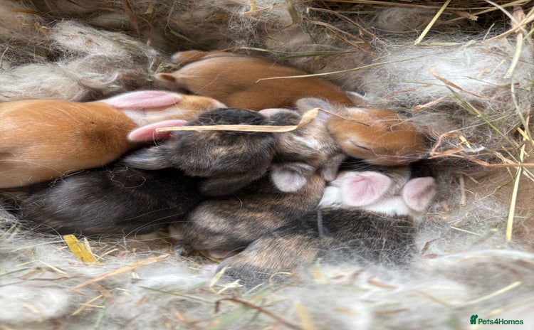 Mini Lop rabbits - Advert 6