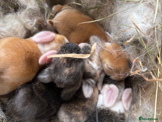 Mini Lop rabbits - Advert 26