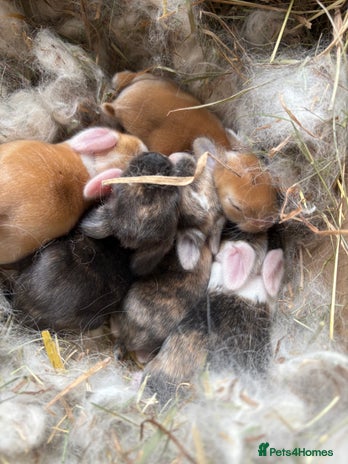 Mini Lop rabbits - Advert 5