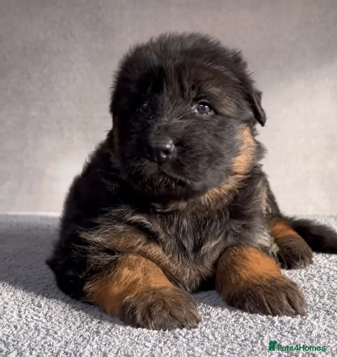 German Shepherd dogs for sale: German shepherd long hair strach back - Advert 13