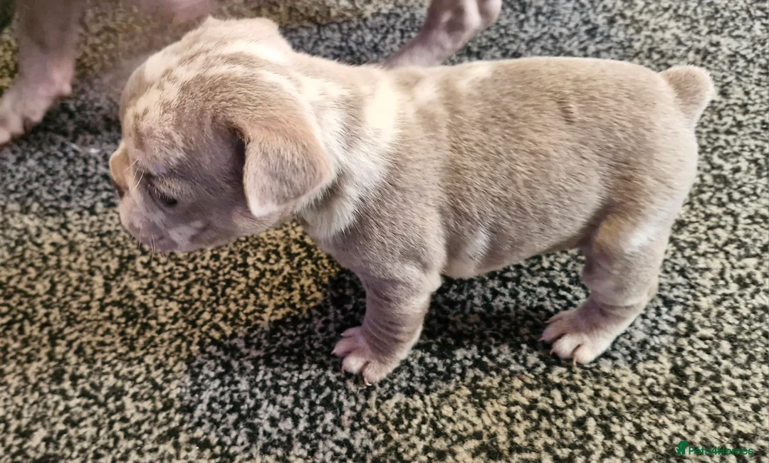 French Bulldog dogs for sale: Stunning dwkc merle french bulldogs  - Advert 35