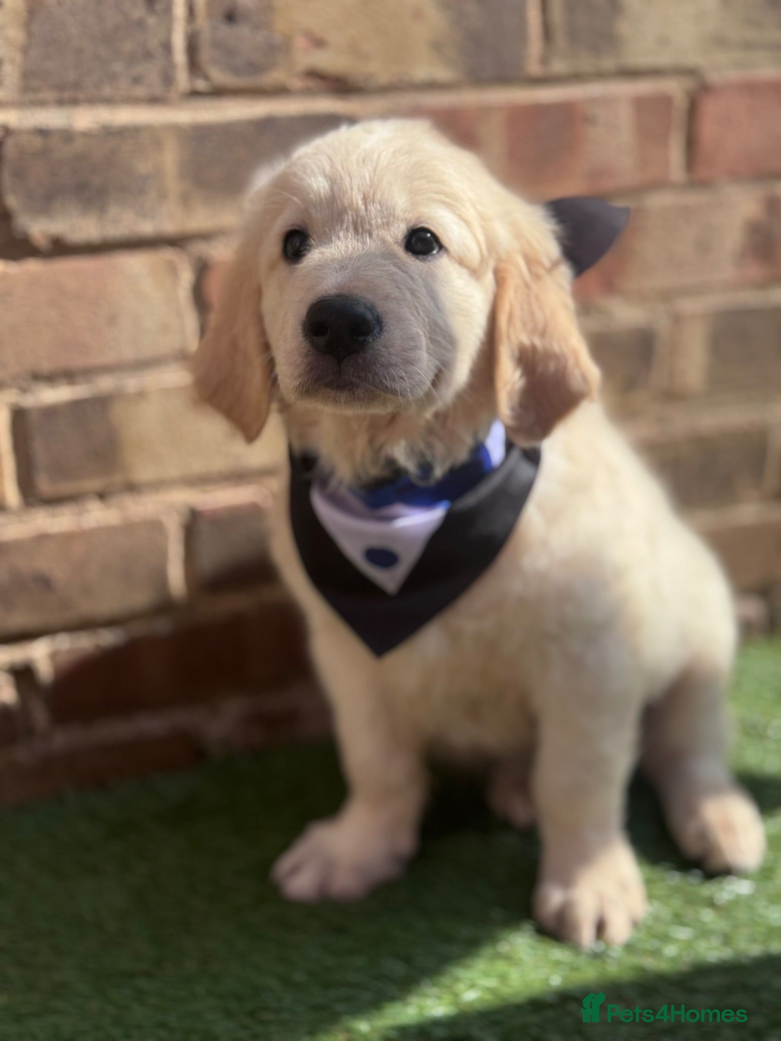 Golden Retriever dogs Beautiful Golden Retriever puppies - Advert 17