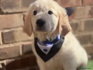 Golden Retriever dogs Beautiful Golden Retriever puppies - Advert 1