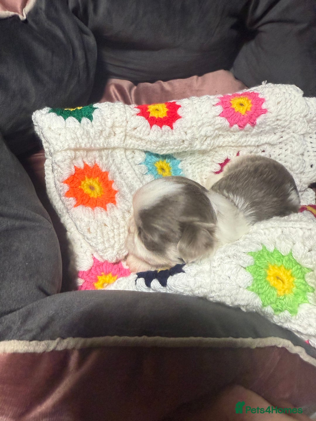 Shih Tzu dogs for sale: Super cute Shih tzu pups - Advert 25