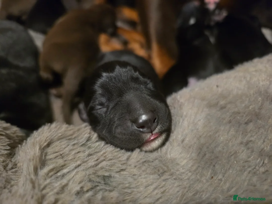 Mixed Breed dogs for sale: Doberman x Collie pups! - Advert 9