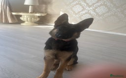 German Shepherd dogs for sale: Nearly 6 month old german shephered female - Image 4