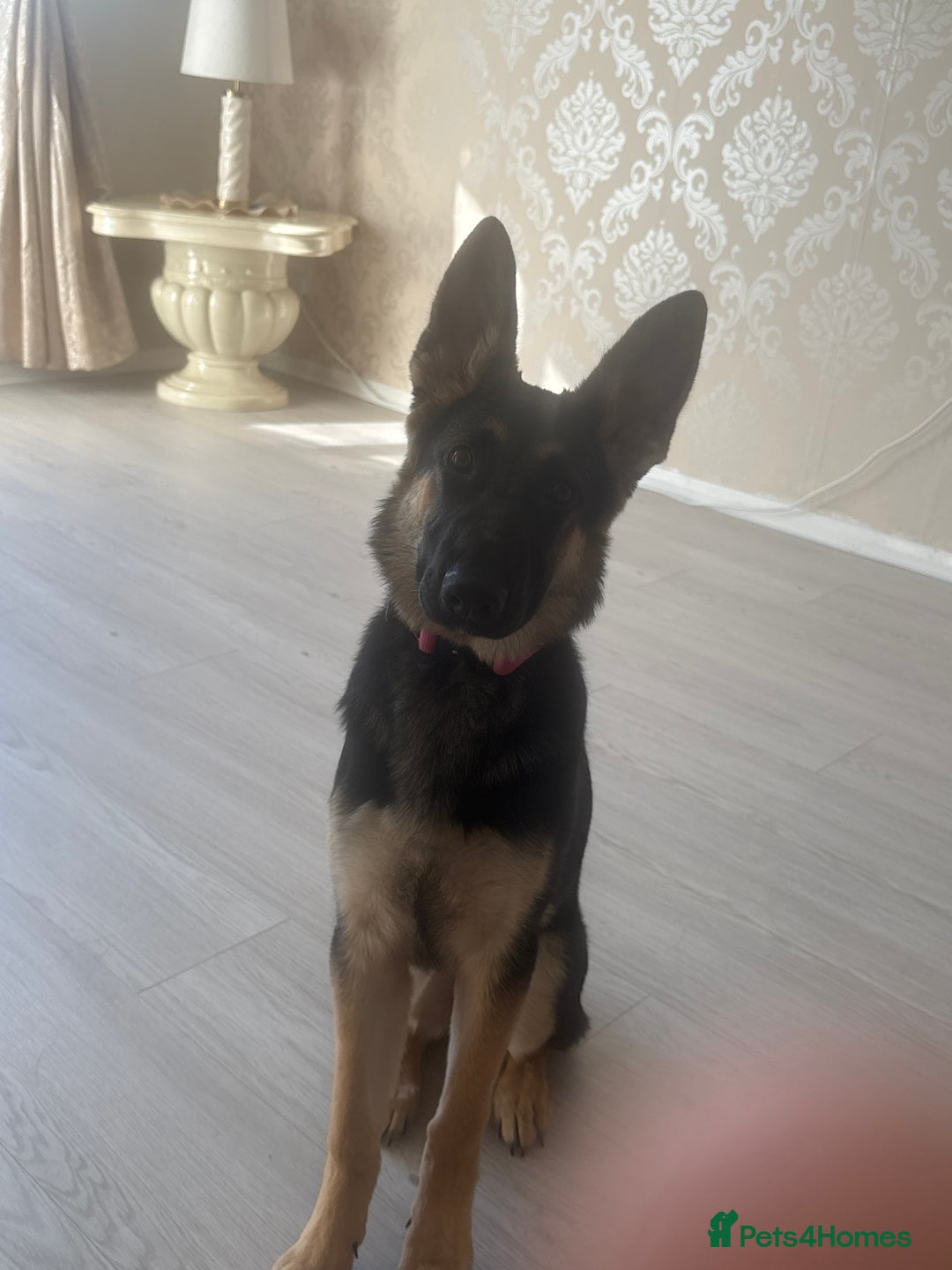 German Shepherd dogs for sale: Nearly 6 month old german shephered female - Image 4