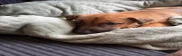 Mixed Breed dogs for sale: Sharp pei  ** tiff in Wolverhampton - Advert 2