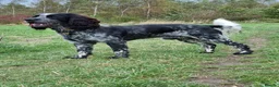 Sprocker dogs for stud: Blue roan sprocker for stud in Ibstock - Advert 2