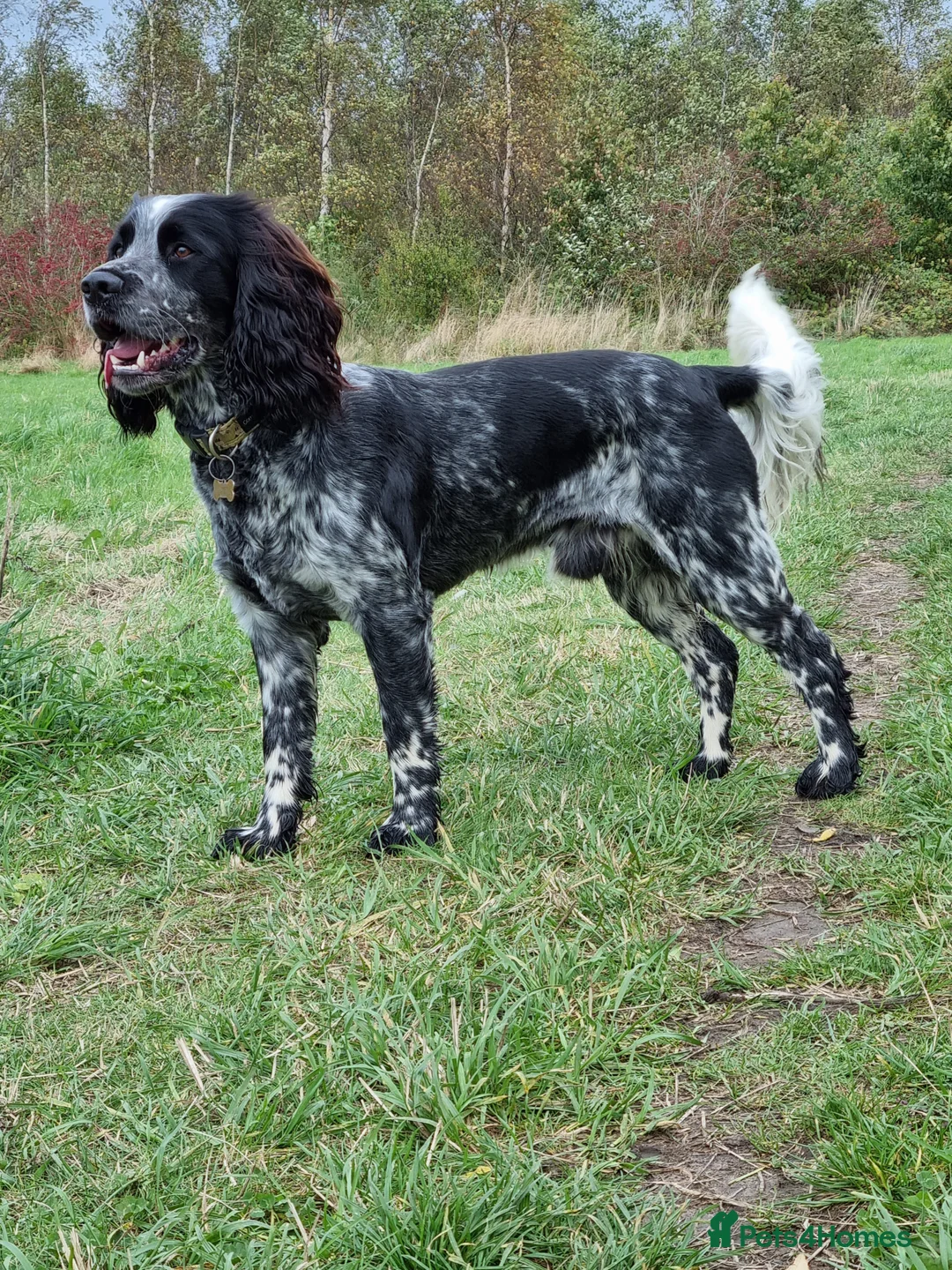 Sprocker dogs for stud: Blue roan sprocker for stud in Ibstock - Advert 2