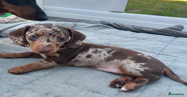Miniature Dachshund dogs in Blackpool - Advert 4
