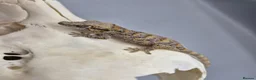 Gecko reptiles for sale: Orange blotch gargoyle gecko  - Advert 1