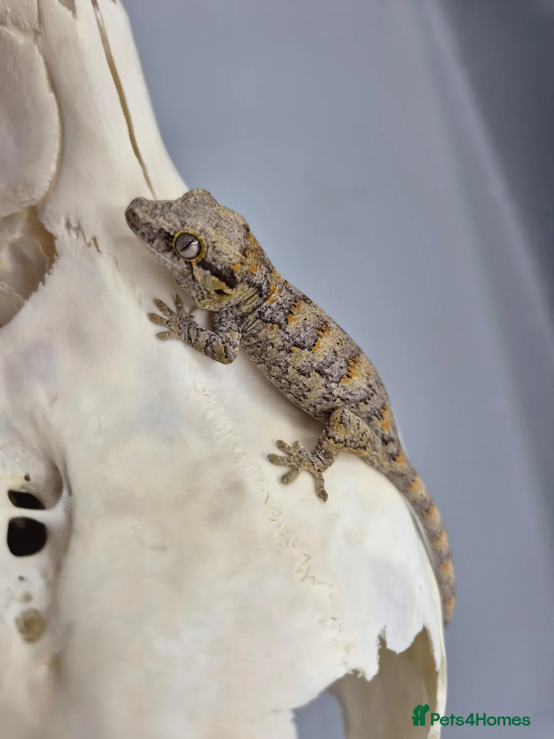 Gecko reptiles for sale: Orange blotch gargoyle gecko  - Advert 1
