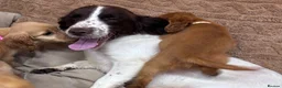 Cocker Spaniel dogs for sale: 🌈🌈Wilma’s 5 Baby’s Ready To Leave 🌈🌈 - Advert 11