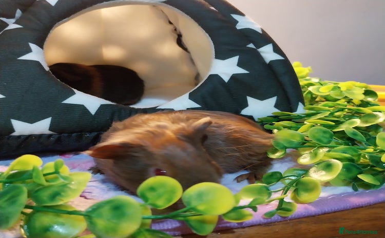 Guinea Pig rodents - Advert 5