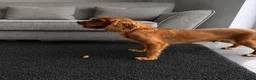 Cavalier King Charles Spaniel dogs for sale: Beautiful health tested cavalier King Charles  - Advert 12