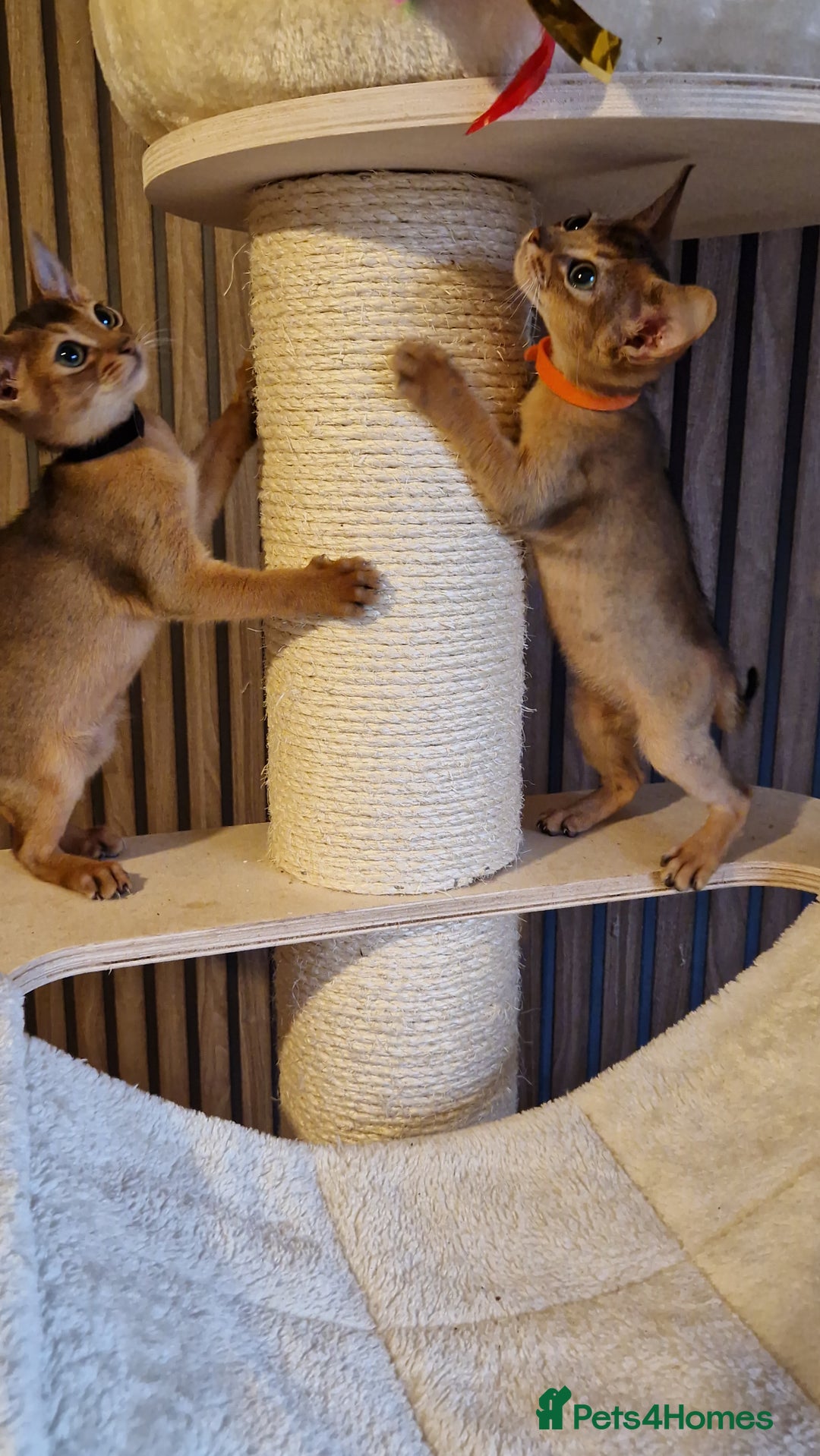 Abyssinian cats for sale: Pure Abyssian kittens ❤️ - Advert 27