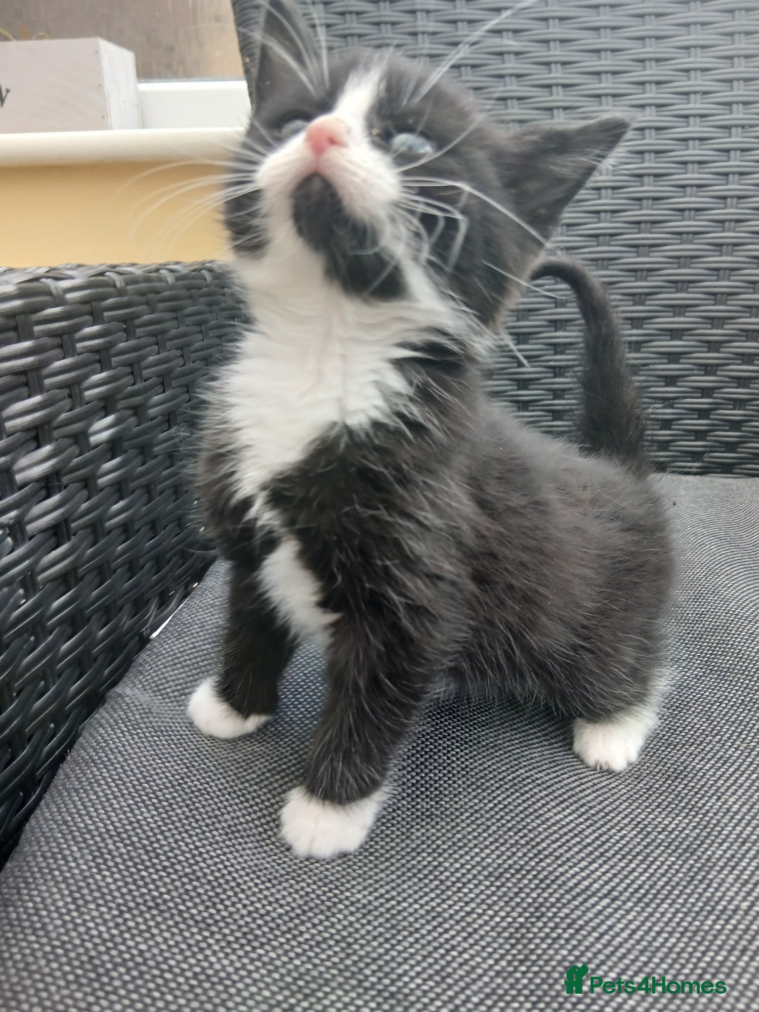 British Longhair cats British short-hair  - Advert 1