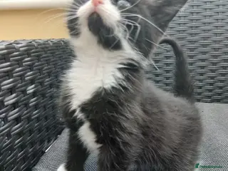 British Longhair cats British short-hair - Advert 1