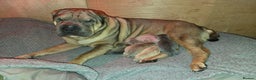 Shar Pei dogs for sale: Beautiful litter of Shar Pei puppies!  - Advert 2