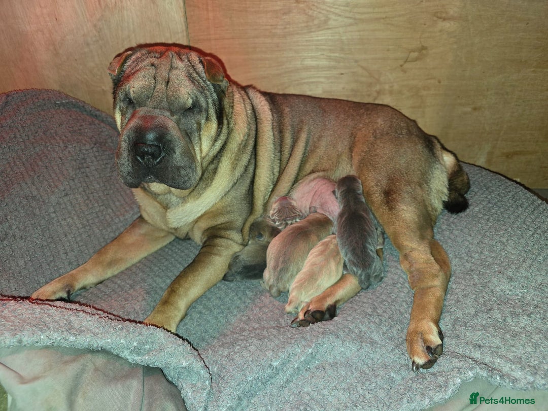 Shar Pei dogs for sale: Beautiful litter of Shar Pei puppies!  - Advert 2