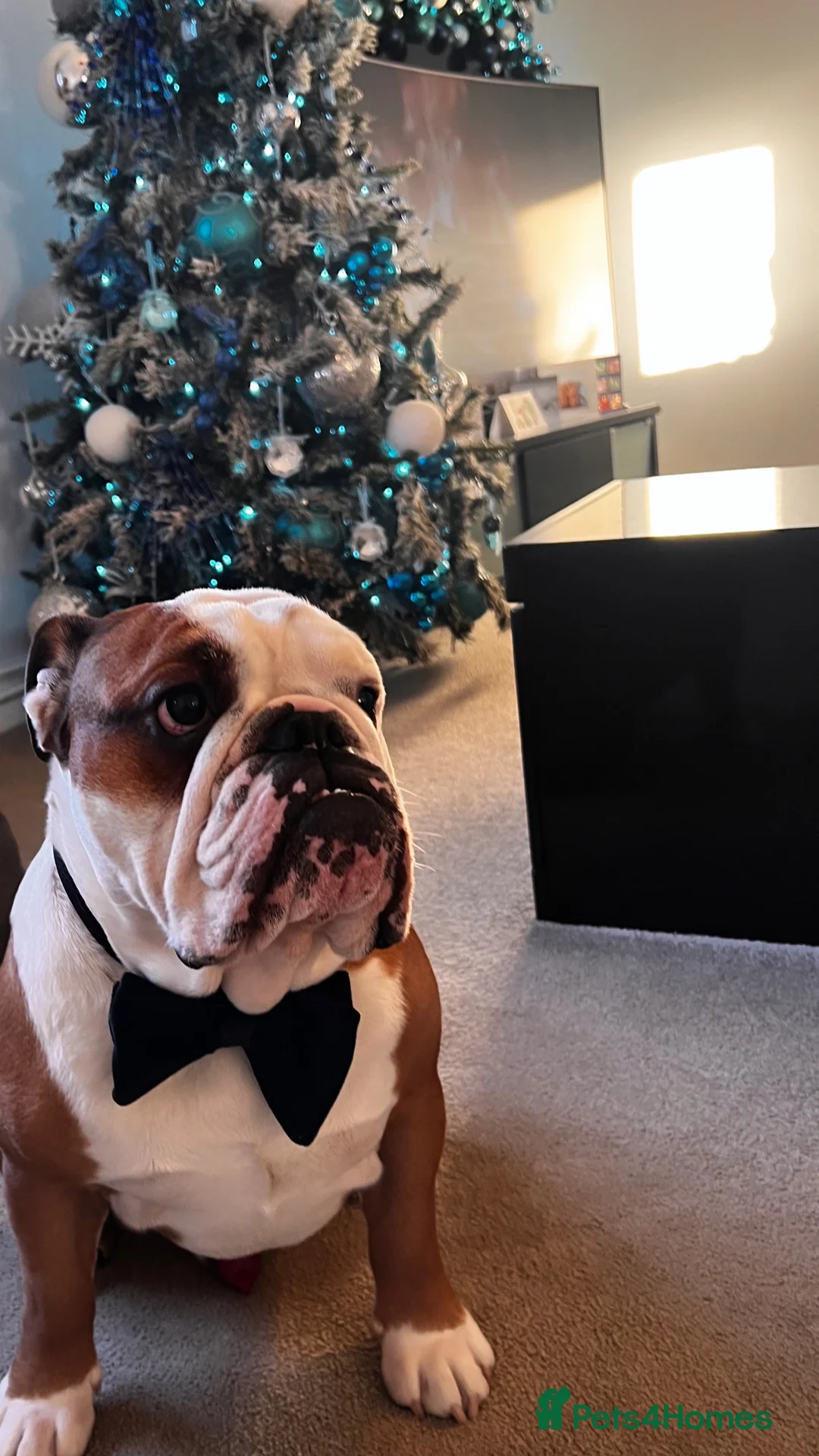 English Bulldog dogs for stud: Available for stud in Poulton-le-Fylde - Advert 4