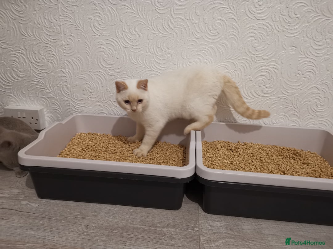 British Shorthair cats for sale: Stunning GCCF reg BSH kittens Ready to leave!! - Image 5