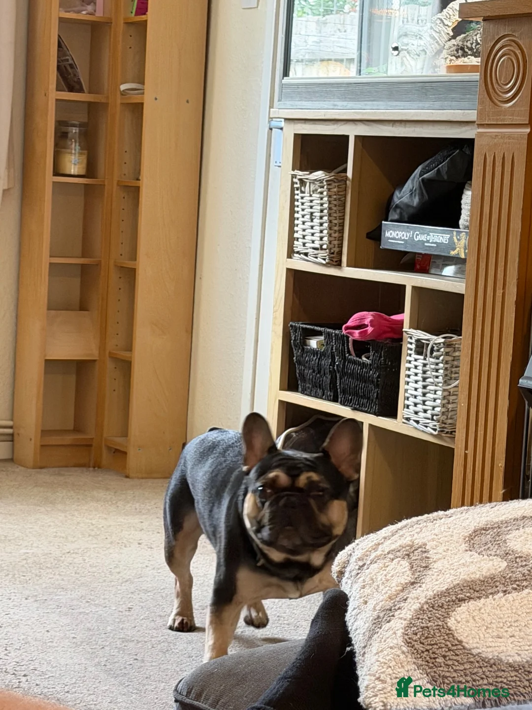 French Bulldog dogs for sale: French Bull dog in Oakham - Advert 2