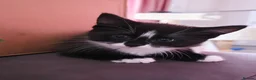 Mixed Breed cats for sale: Beautiful 9 Week Old Mixed Breed Kittens Ready Now - Advert 16