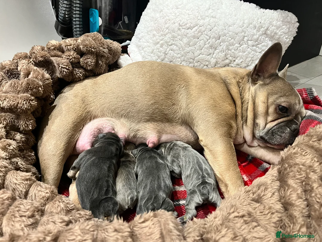 French Bulldog dogs for sale: RESERVED*French Bulldog Puppies - 2 girls / 2 boys - Advert 8