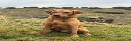 Labrador Retriever dogs for stud: John  in Glasgow - Advert 4