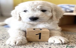 Goldendoodle dogs for sale: Beautiful f1 golden doodles - Image 4