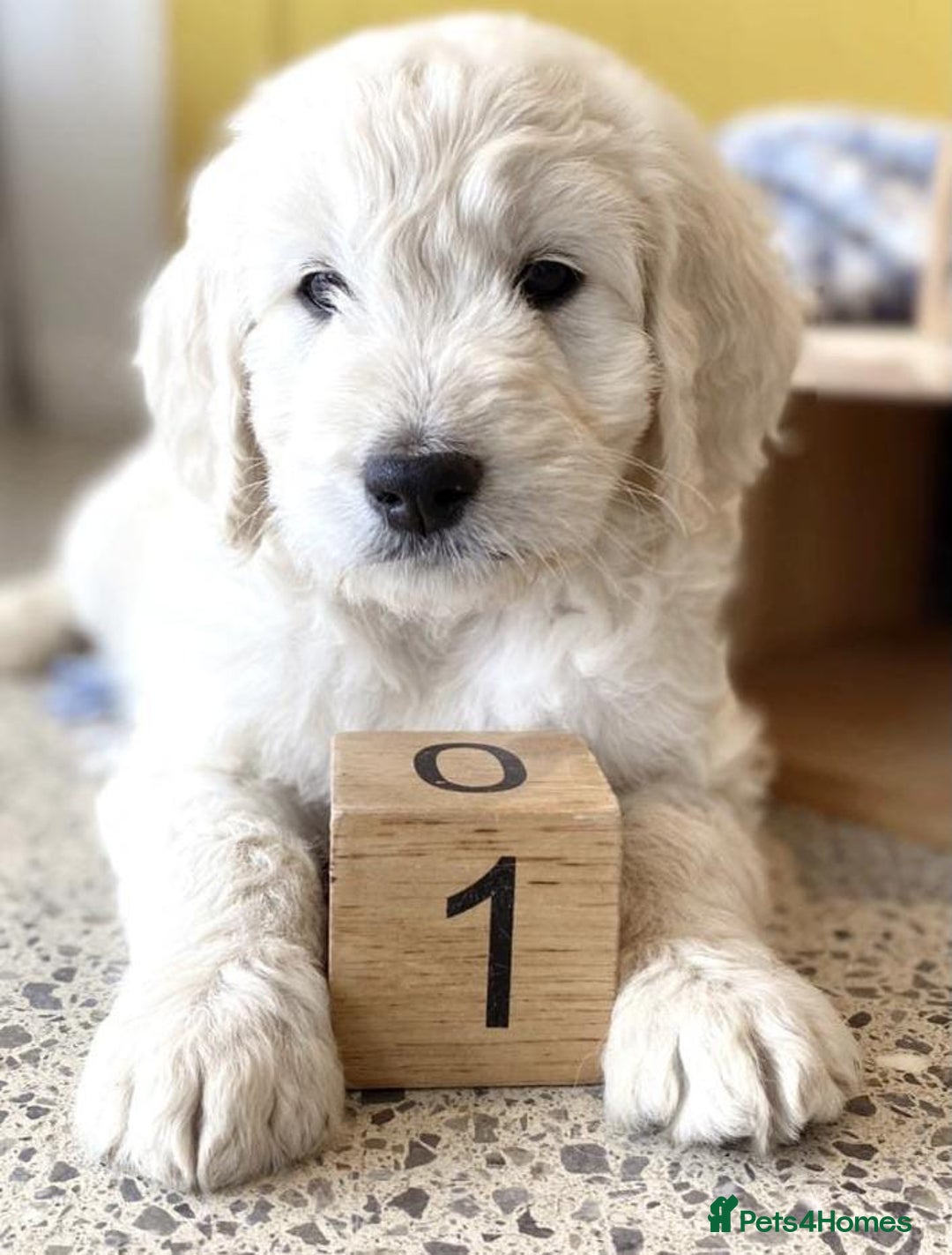 Goldendoodle dogs for sale: Beautiful f1 golden doodles - Image 4