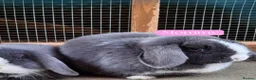 Mini Lop rabbits for sale: Blue-Eyed Mini Lop Babies - Advert 10