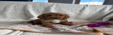 Cockapoo 1