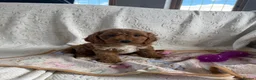 Cockapoo dogs for sale: Toy cockapoo - Advert 14