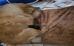 Chow Chow dogs for sale: Final Litter from Champion Bloodlines 🐾 - Image 8